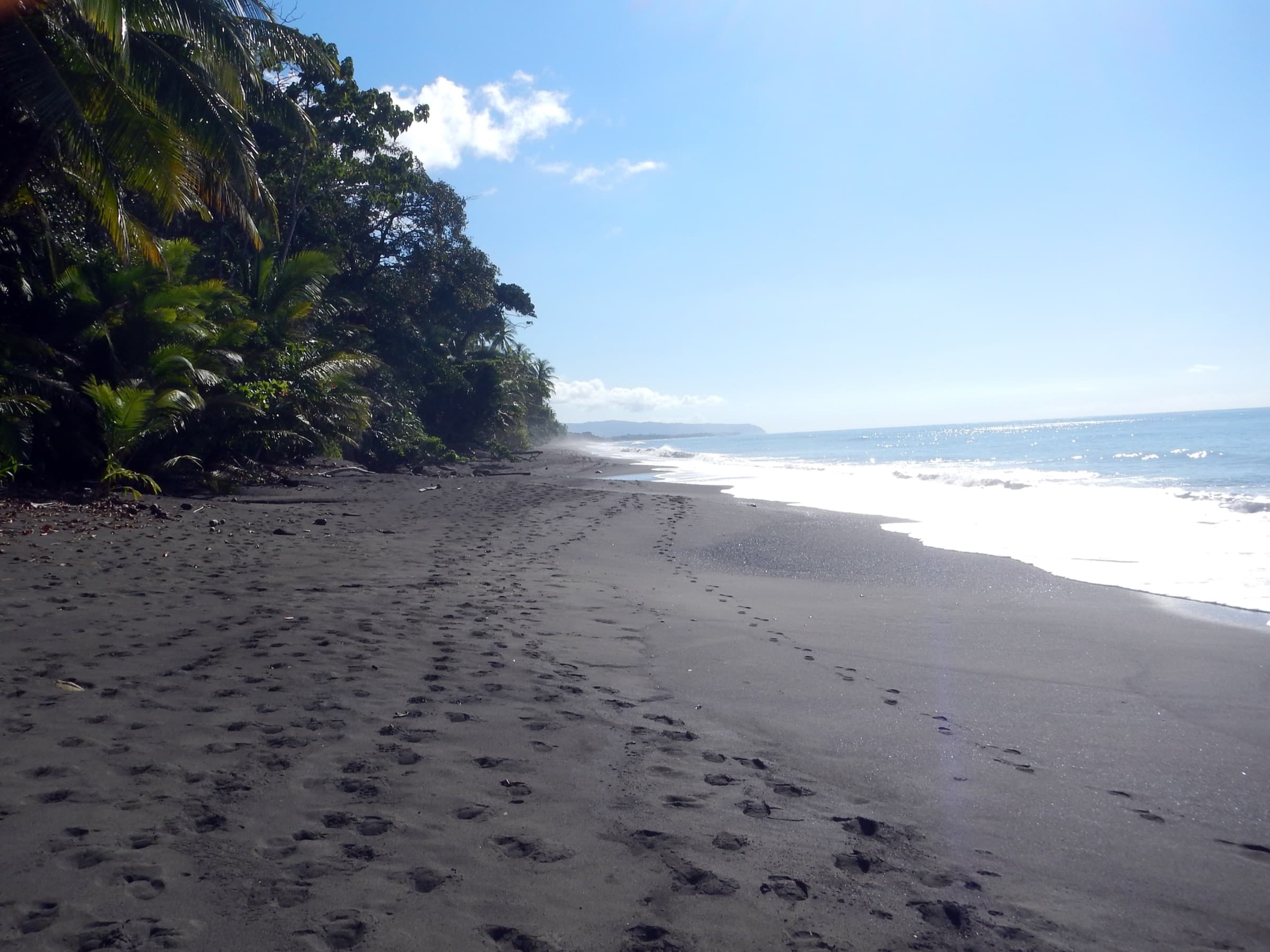 Palm-lined tropical beach at sunrise