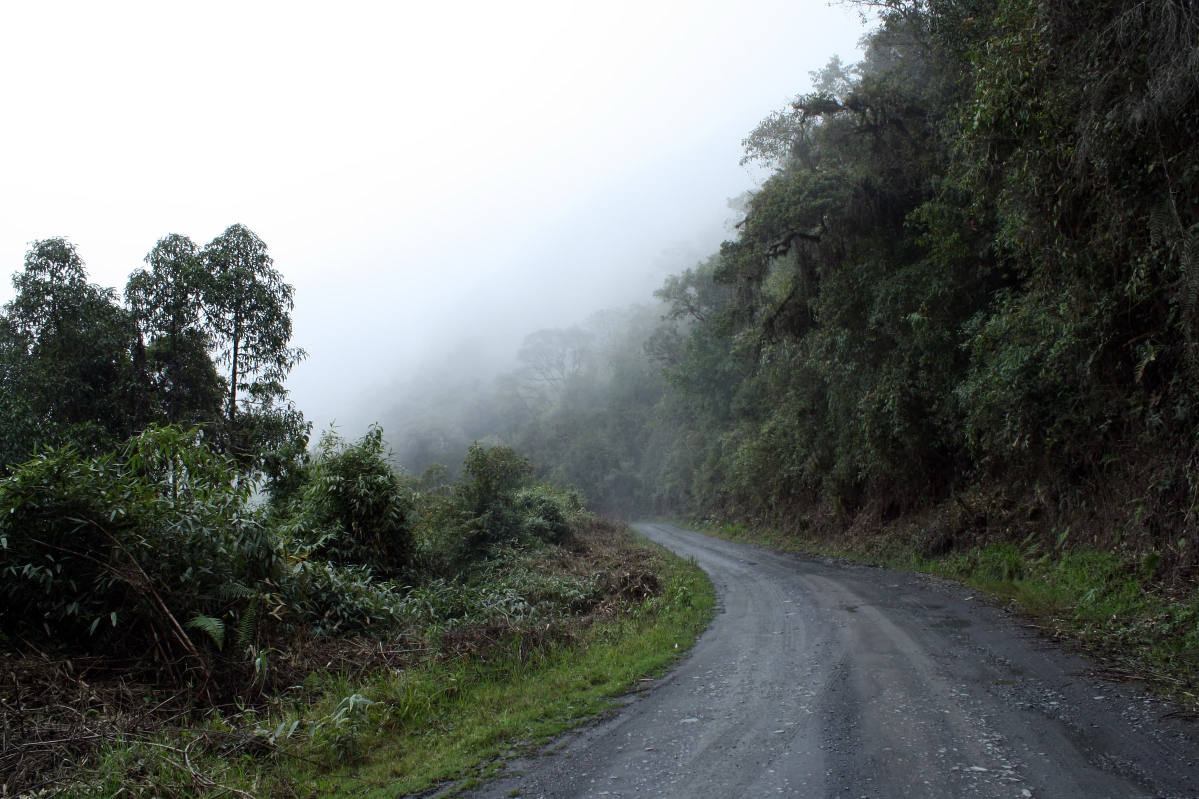 Foggy mountain road through the forest