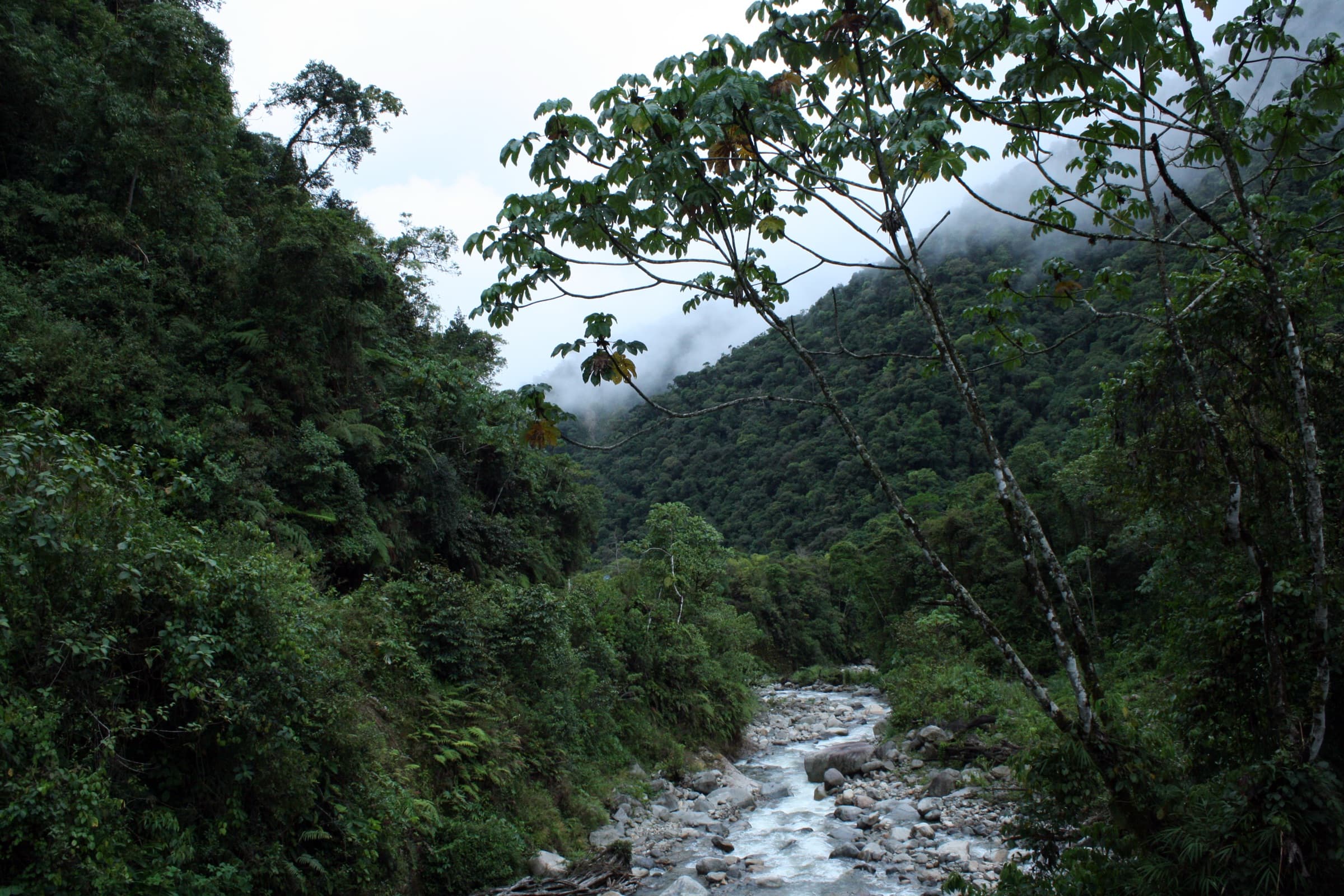 River winding through a dense jungle valley