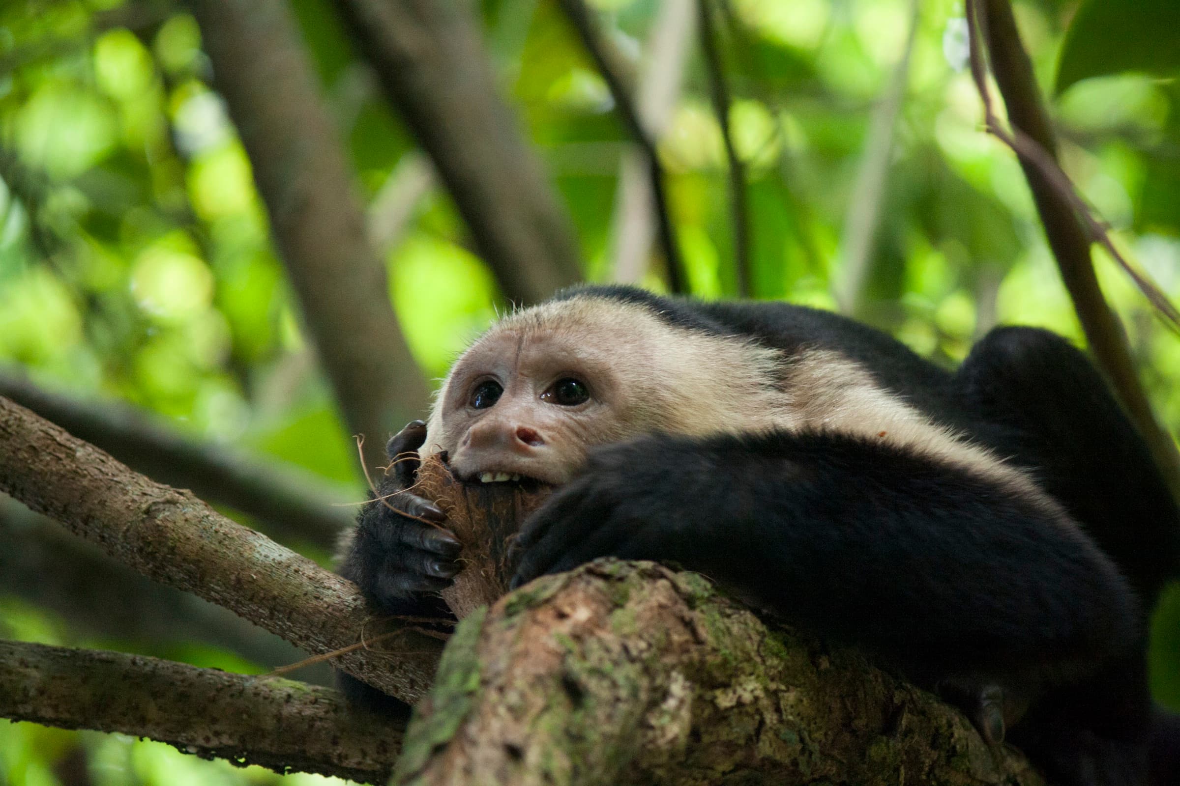 White-faced capuchin monkey resting in a tree