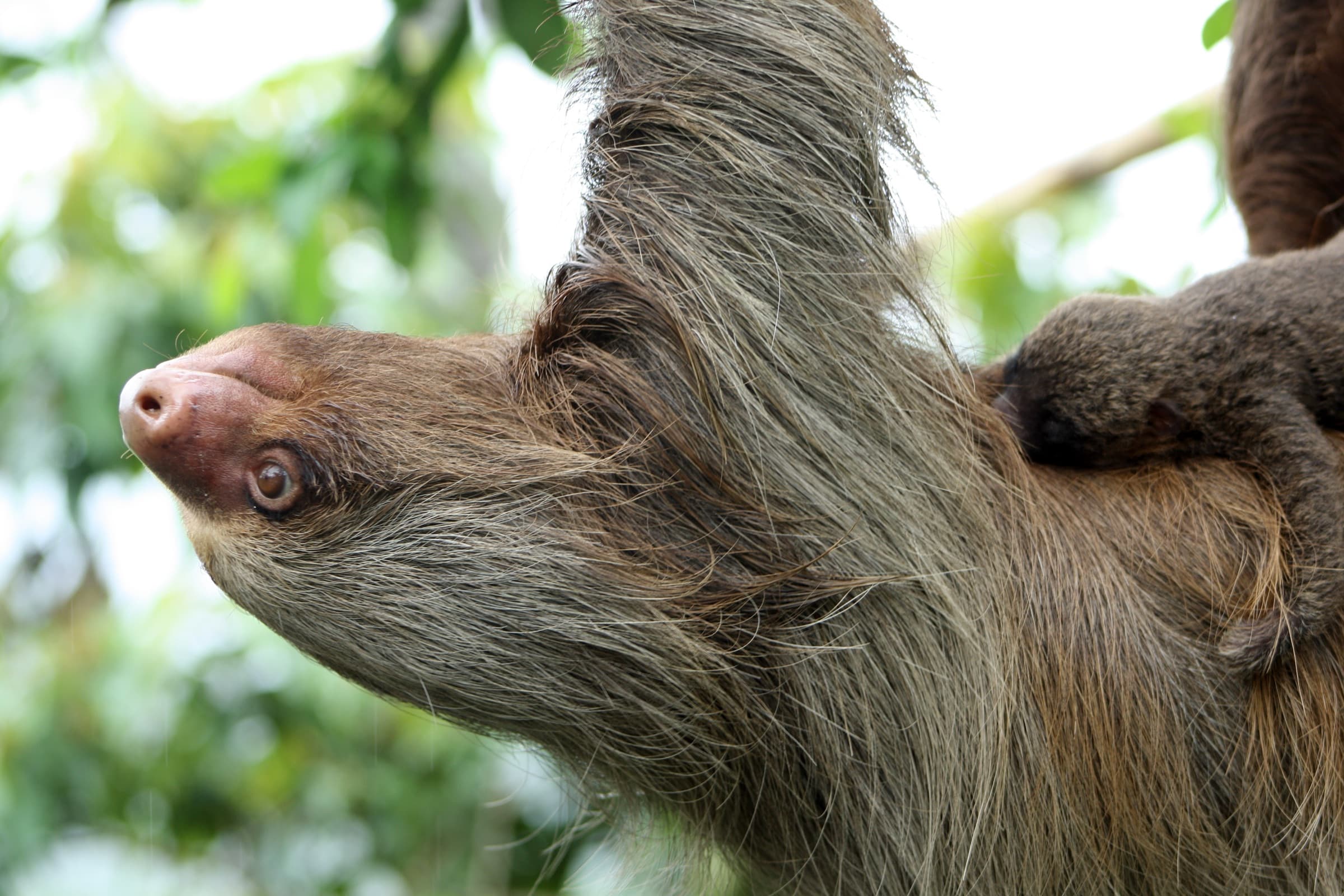 Two-toed sloth climbing a branch