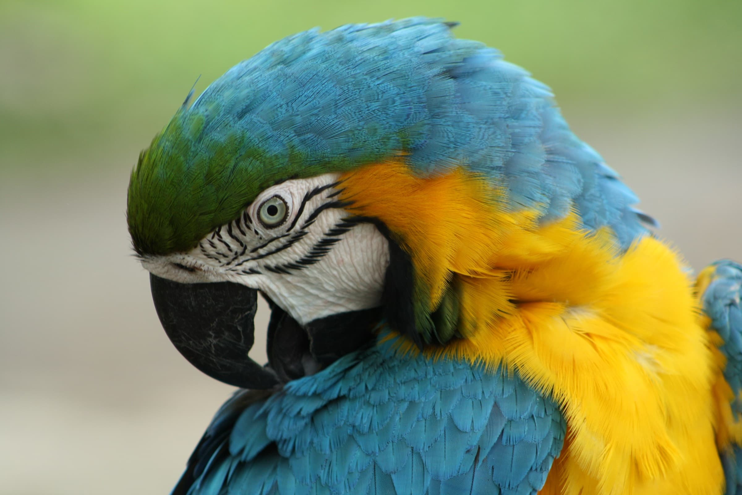 Blue-and-yellow macaw close-up